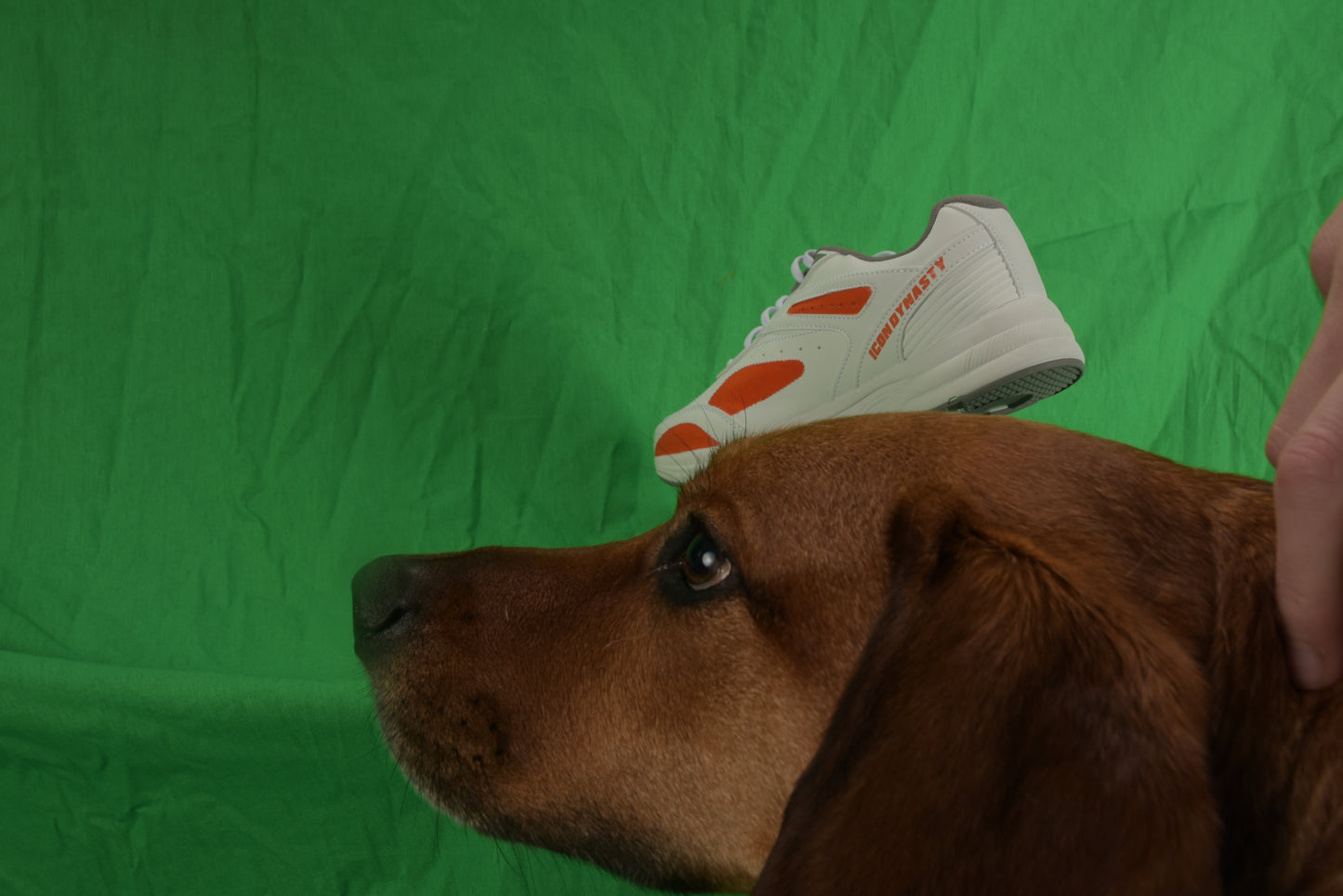 SNEAKERS - 2022